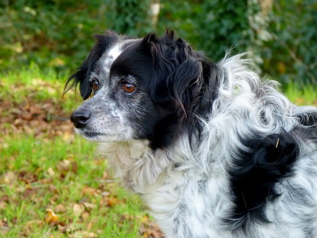 PIPp, croisé épagneul de 2003  - spa Pontivy (56).... adopté par urask   -  nous a quitté   P1290682