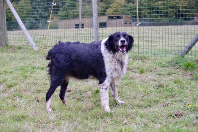 CHIPIE -  croisée épagneul noir/blanc 10 ans - Refuge de Malguenac (56) 20161116-85wa5x8e33tk3ir1o1qt