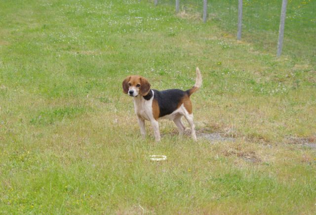 FALCO - x beagle 10 ans - Refuge de Malguenac (56) 201664-p7gb1op5nq18mvmdwbau