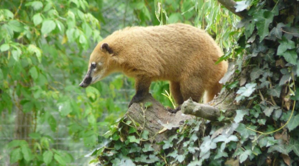 15 ans .. un animal  - ptit loulou  17 avril trouvé par ajonc Coati-arbre-1038x576