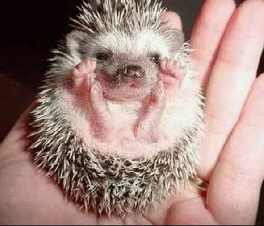 Cute? or not cute? (1) Baby_hedgehog