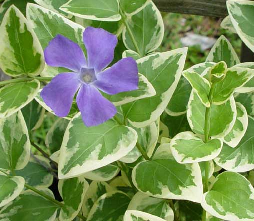 Ukrasni zimzeleni grmovi Vinca-major-Variegata