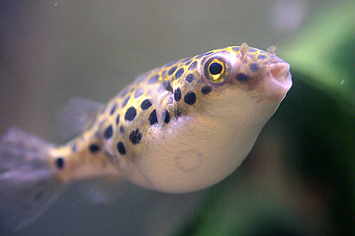 Snails Puffer2