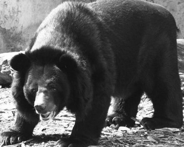 .::El Oso Tibetano::. Oso_negro_asiatico