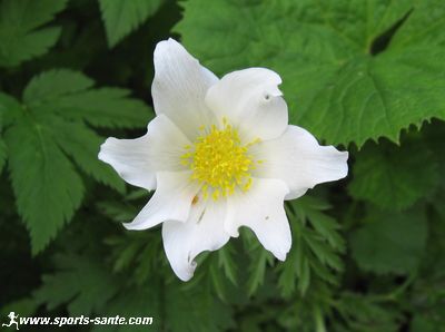 جمالية الزهور البيضاء  Anemone-blanche