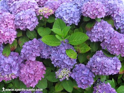 Dépose l'image d'une fleur  tous les mètres. - Page 22 Hortensias