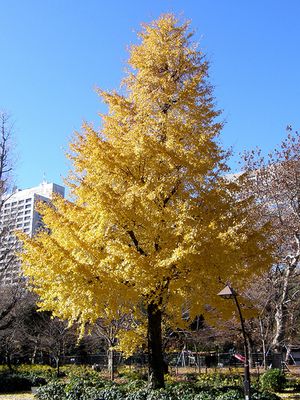 Le ginkgo biloba, "L'arbre aux quarante écus" et/ou " L'arbre aux milles écus" Ginkgo-arbre