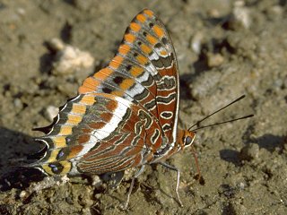 *** LAS MARIPOSAS DEL RINCON DE ENERI *** - Página 19 Bild184