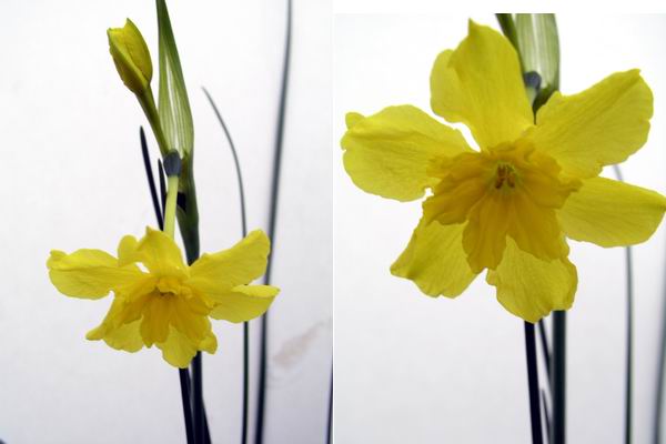 صور ازهار النرجس  Narcissus%20cordubensis