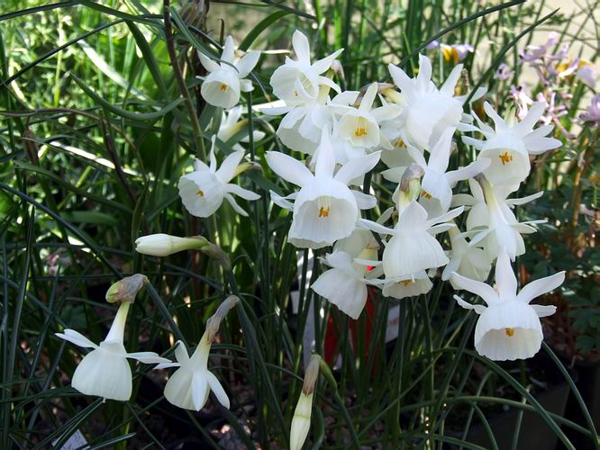 صور ازهار النرجس  Narcissus%20x%20susannah