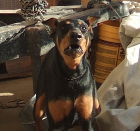 Qui est le plus fort??? Doberman%2002