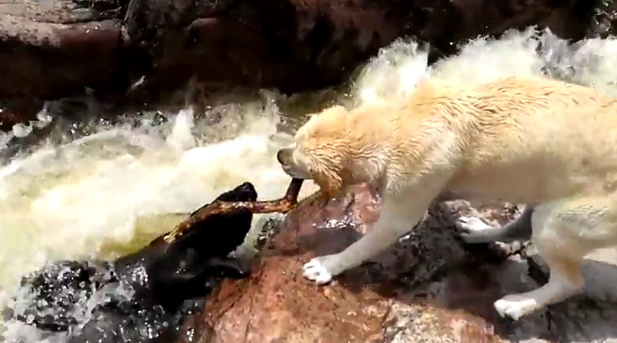 10 animaux incroyables qui ont sauvé d'autres animaux 58887536c46188bc708b45c0