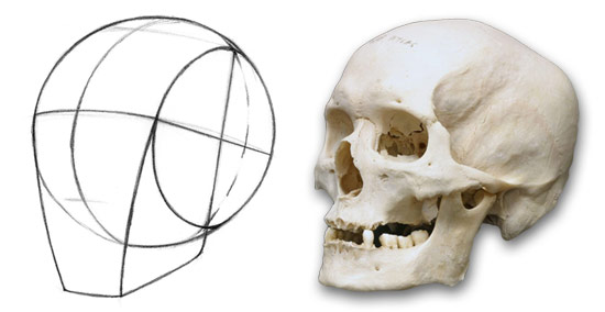 [réaliste] comment créer un visage  Basic-forms-thumb