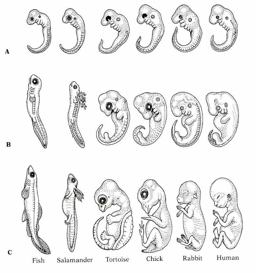  Cyberfetus Rising The Star Larvae Hypothesis: Nature's Plan for Humankind (Addendum ) Embryo_comparisons