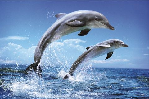 What is your favorite wild animal? Dolphins-poster-l