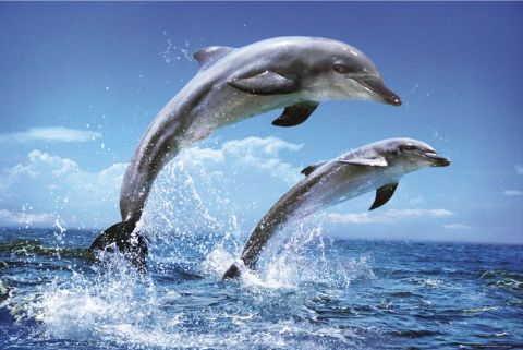 ~Noriu....~ Dolphins-poster-l