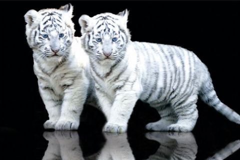 صور اجمل القطط النمور و بعض المعلومات عنها White-tiger-cubs-l