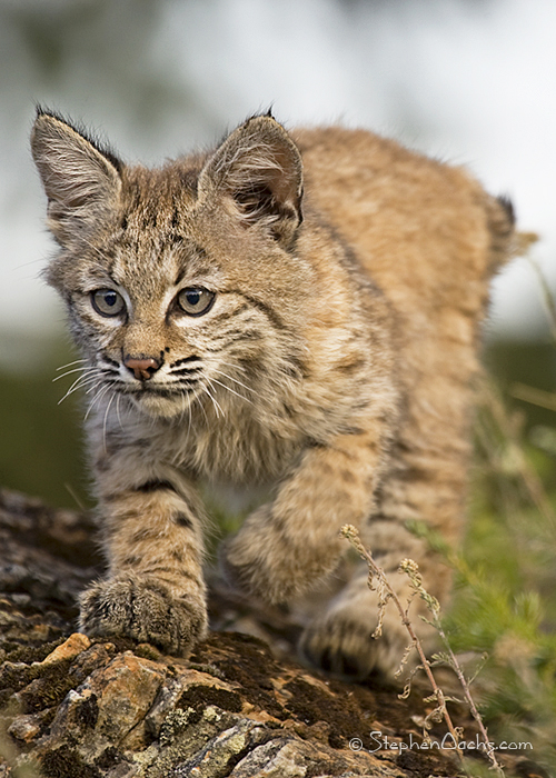 dosso,territoire de baicha - Page 2 Gnp-bobcat-kitten