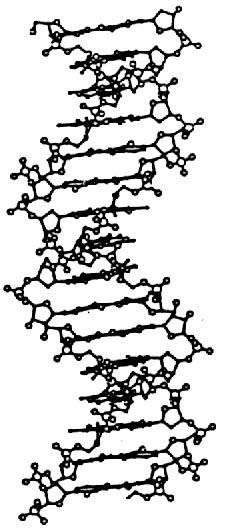 Structure secondaire de l'ADN et de l'ARN, complémentarité, brins anti paralleles lies par des liaisons hydrogène D_adnb