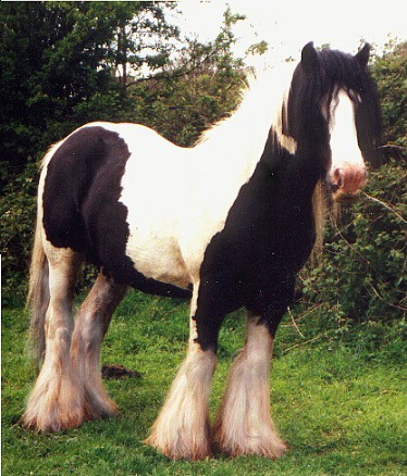 Ponee...your new avatar The_Old_Horse_of_Wales