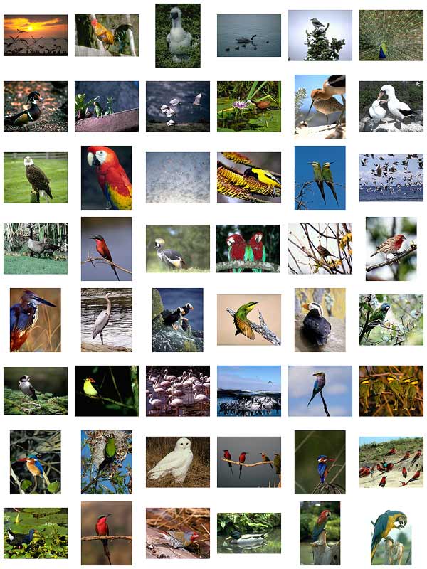 Characteristic of Birds Birds-cs