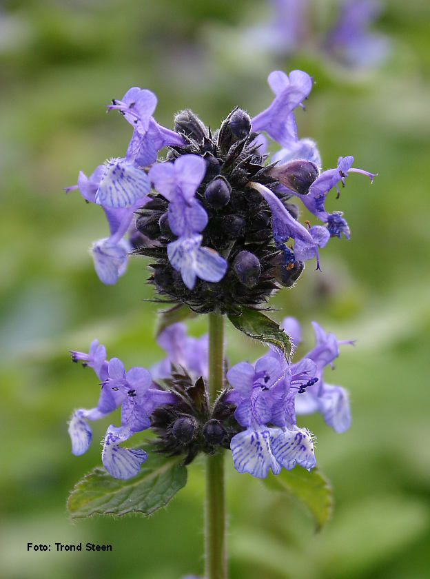 Identification s.v.p. Nepeta%20clarkei%205