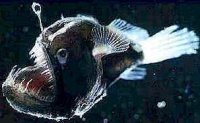Звёздная рыба... ((Никодимъ Погодинъ( - 1115