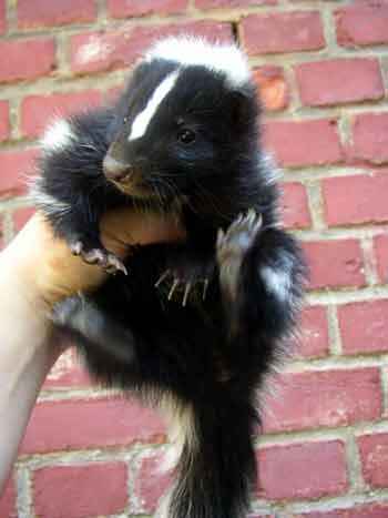 Lachesis Malfoy-Genese Skunk-baby1