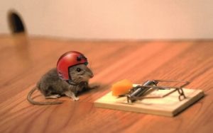 قصة الفأر والفلاح تصف مواقف الحياة بشكل رائع ومميز Animals-helmets-mouse-trap-mice-300x188