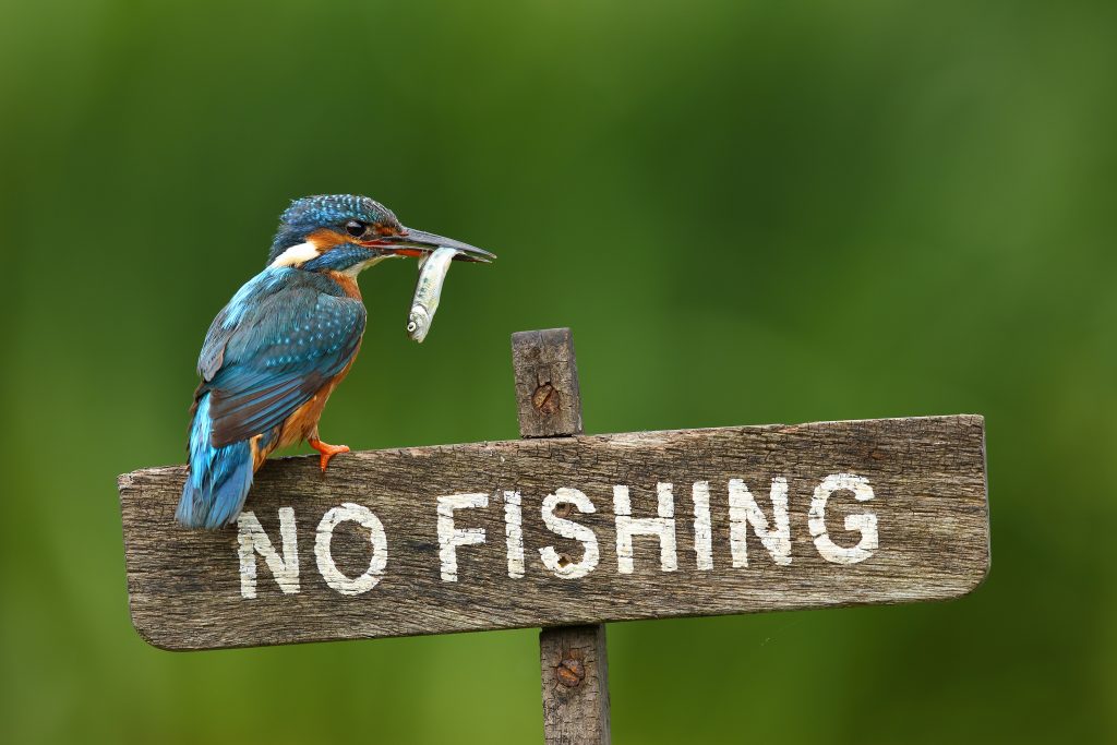 Marcus Rashford 17_MPM-KINGFISHER_NO_FISHING-2-1024x683