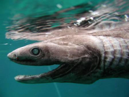 FAUNE ET FLORE pour les amoureux de la nature Requin-lezard-tete