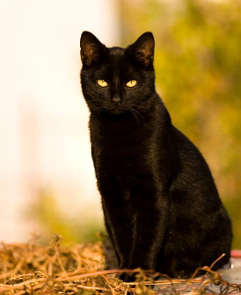 Heathens Black-cat