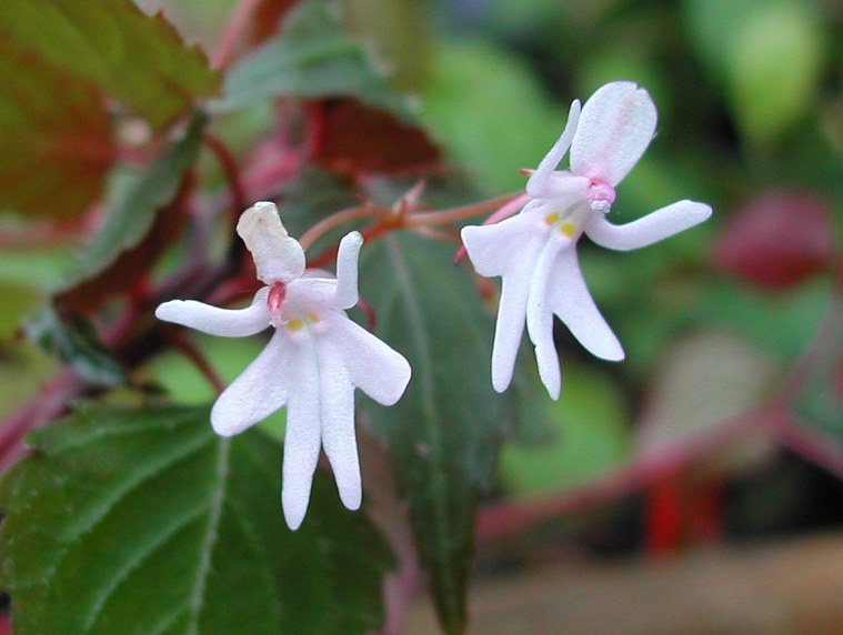 الازهار الراقصة رهيبة Impatiens_bequaertii_0131