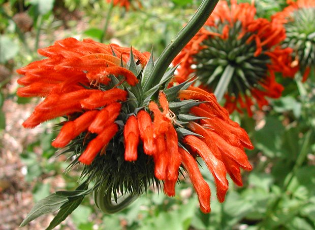 Fleur Martine 30/07/2015 - Trouvée par Ajonc Leonotis_nepetifolia_Lions_Tail_8876