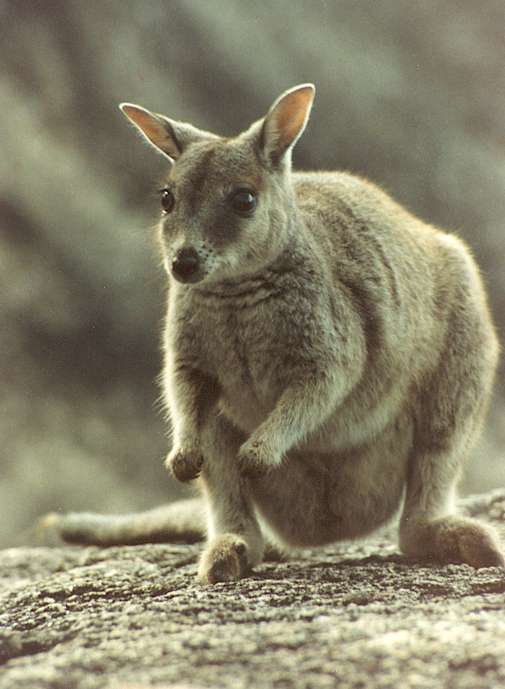 donnez - moi ... 2624_Wallaby