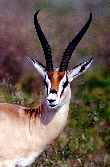 الغزلان.............. 2624_gazelle-1