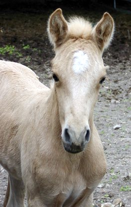 Sparro du sabot d'or 423_poulain%20palomino