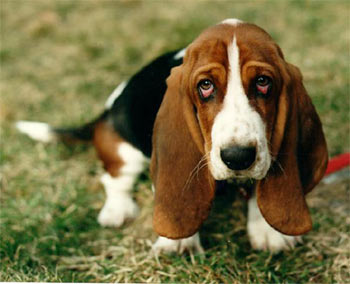 basset hound 875_bassait