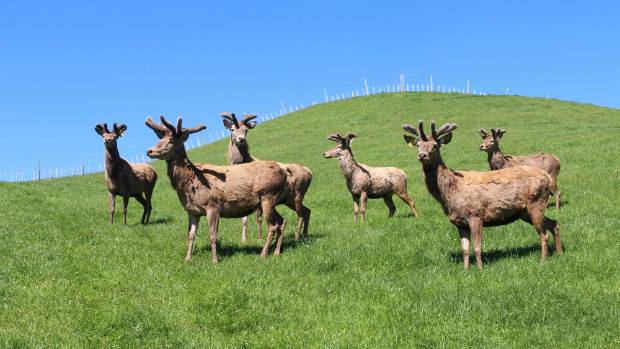 Good: North Korea Tax on Deer Velvet to be Lifted 1448422907873