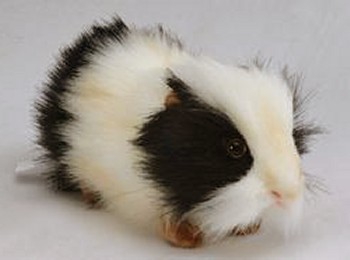 CÁC LOẠI GUINEA PIG ( chủng loại và màu sắc) Guineapighnbw