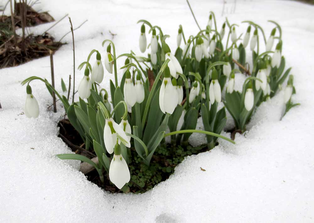 Proljeće - Page 4 Flowers-in-snow