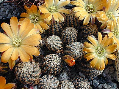 Semis de Rebutia (cactus) 1145766-origpic-c612c1