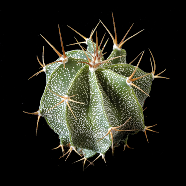 Semis d'Astrophytum (cactus) 1141724-origpic-313e26