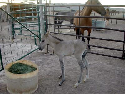 Des zébrures de fou, mais gris je suppose ?.... - Page 2 _wsb_400x300_MusicFoal7-1-2011a