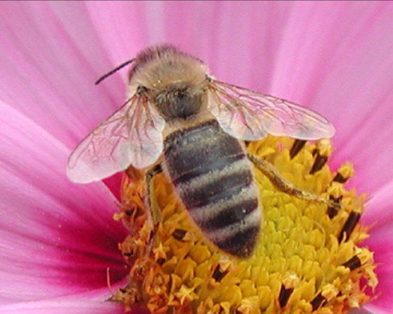 Abeilles : Le mytère de leur disparition élucidé  Abeille_1280