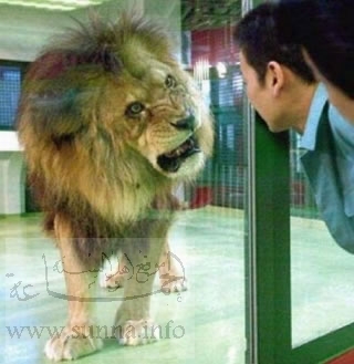 صوووووور اسود ونموووور رووووووعة Asad_sunna_tiger_lion