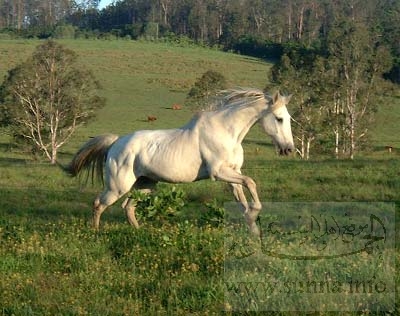 كن مثل الحصان White-horse