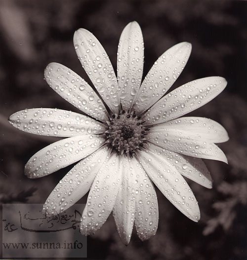 مسابقه ولا كلمه .......  Osteospermum