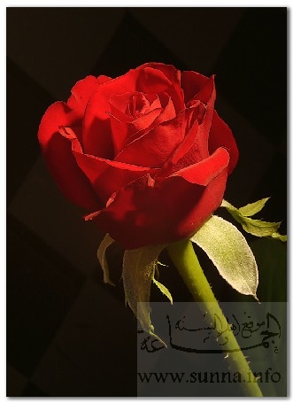 مهما كان ابتسم :) Rose