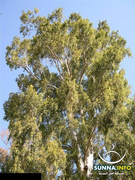 شجرة الكينا او الكافور الساحرة
